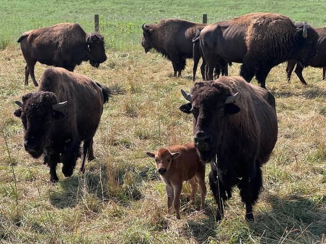Cook's Bison Ranch - Image 1