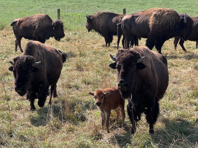 Cook's Bison Ranch - Image 1