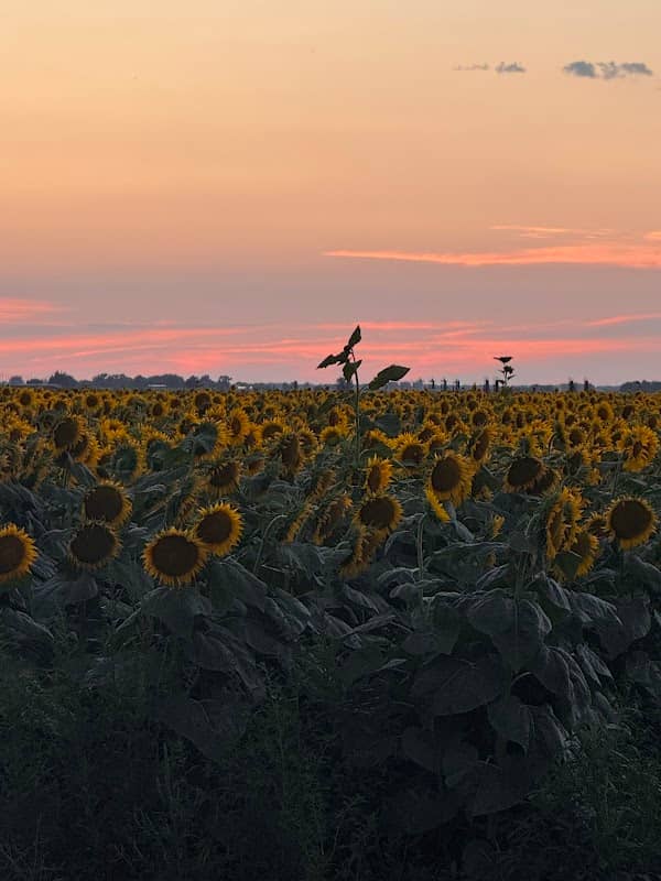 Wilder Family Sunflower Field - Image 1
