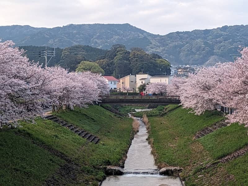 牛頸川の桜 - Image 1