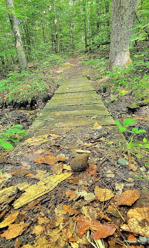 North Country Trail Thumb Lake Rd.Trailhead - Image 2