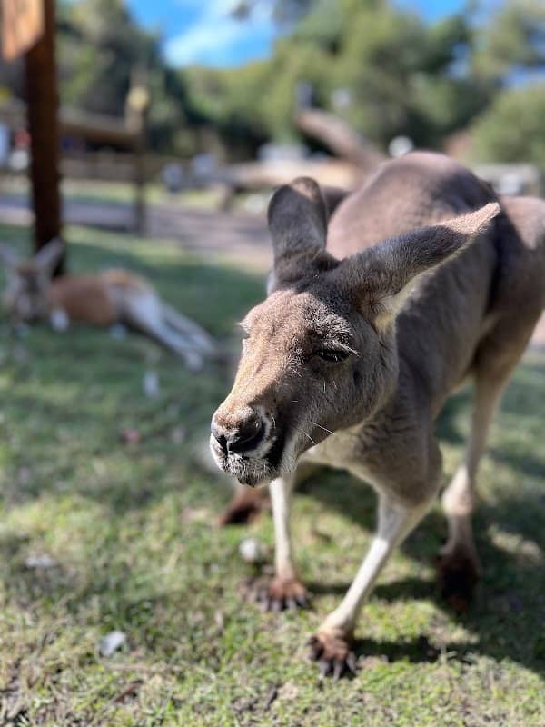 Caversham Wildlife Park - Image 2