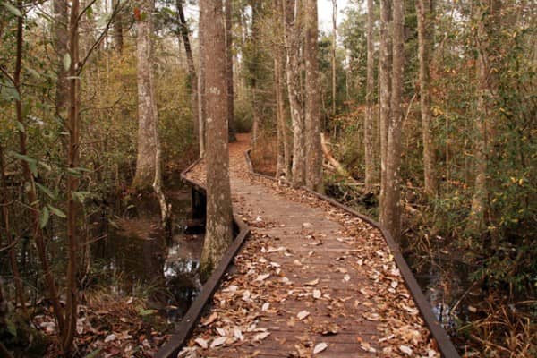Big Thicket National Preserve - Image 1