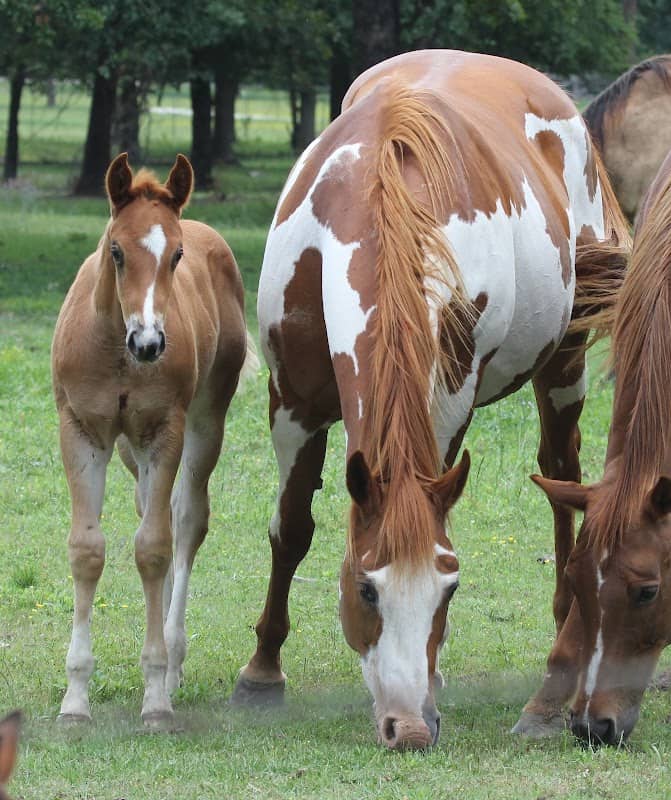 DD Paint N Quarter Horses, 10544 CR 2400 - Image 1