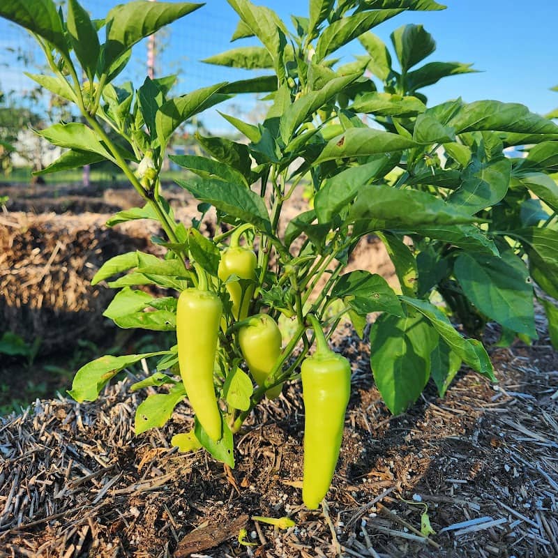 Cabot Community Gardens - Image 2