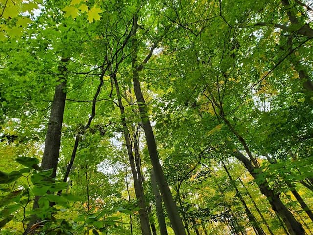 Woodland Hills Nature Park - Image 2