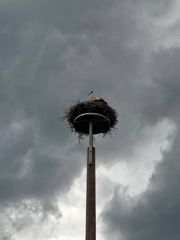 Storchennest - Image 1