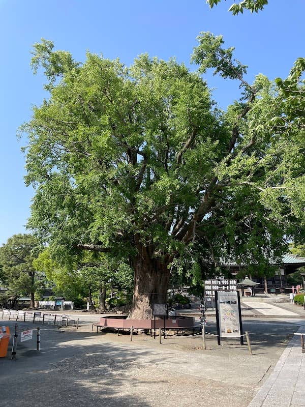 遊行寺の大イチョウ - Image 3