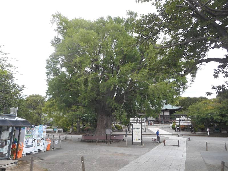 遊行寺の大イチョウ - Image 1