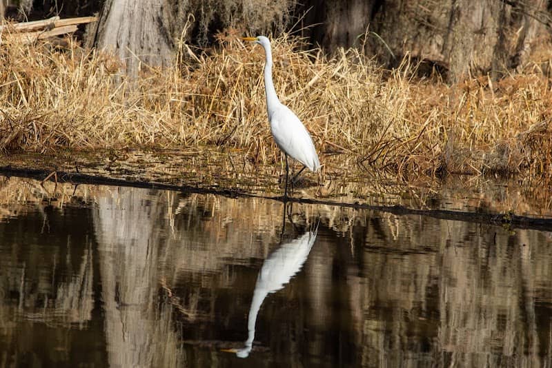 Caddo Lake Bayou Tours - Image 2