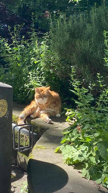 Plöckkatze - Image 2