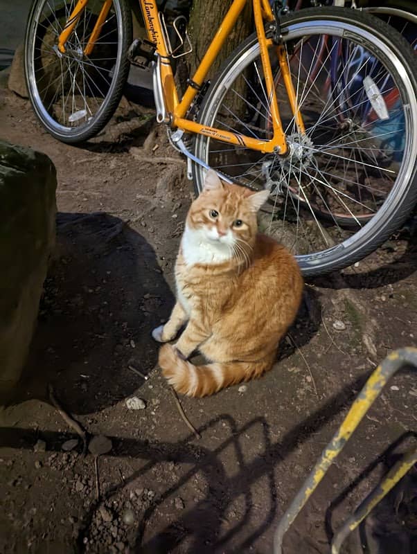 Plöckkatze - Image 1