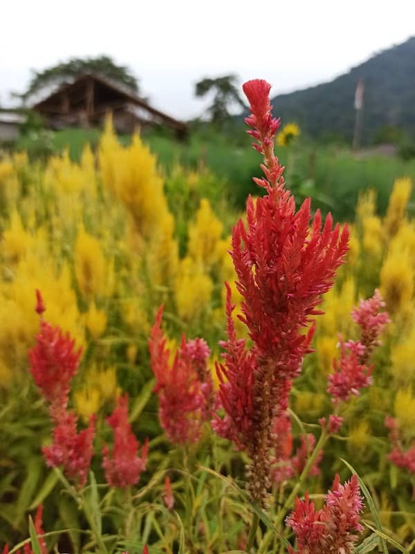 Taman Bhinneka & Kebun Asparagus - Image 2