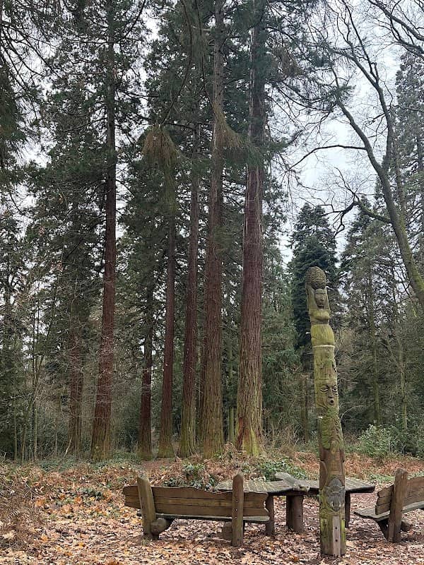 Mammutbaum im Arboretum 1 - Image 1