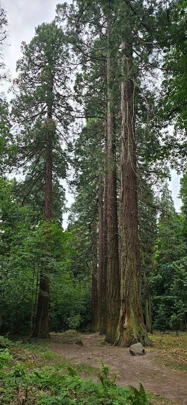 Mammutbaum im Arboretum 1 - Image 2