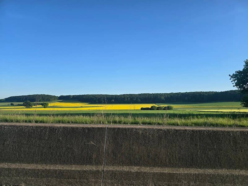 Koolzaadvelden - Image 1