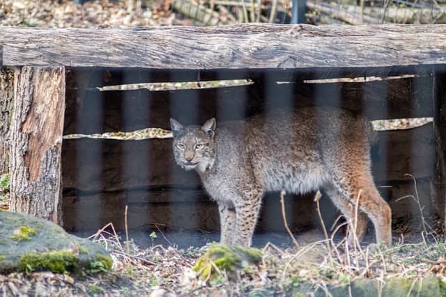 WBL - Wild Park Rheingönheim - Image 1