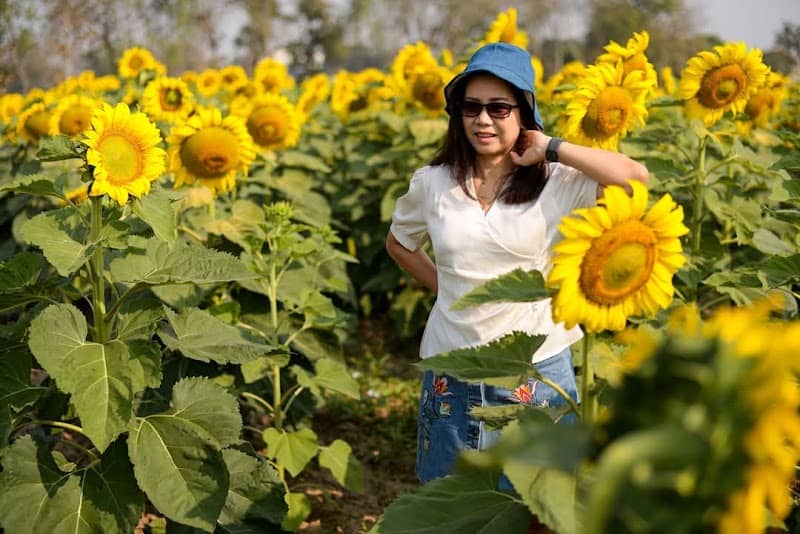 ทุ่งทานตะวัน ศวพ.สุโขทัย - Image 1