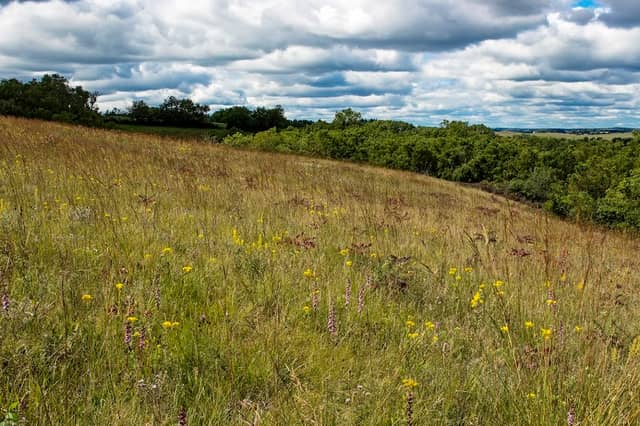 Muralt Bluff Prairie State Natural Area - Image 1