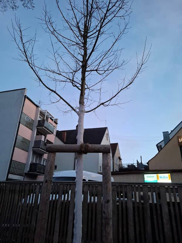 Baum vom Obst und Gartenbauverein - Image 1