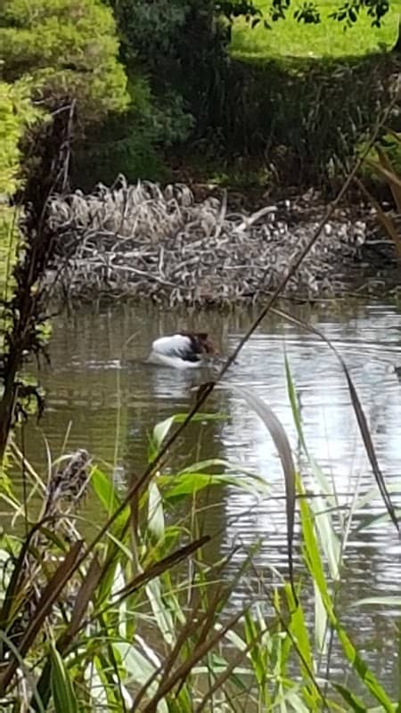 Stirgess Reserve (John Fisher Park) - Image 2