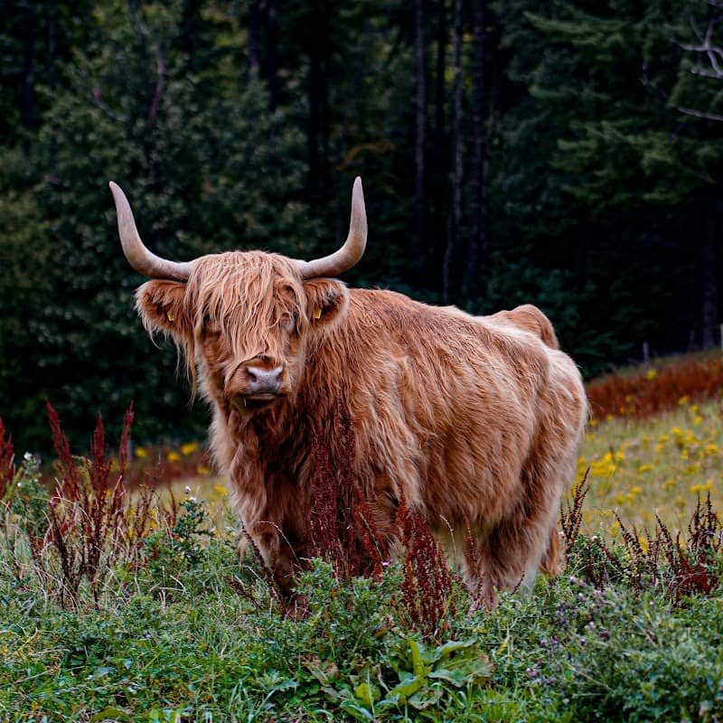Scottish Highlands cows - Image 2