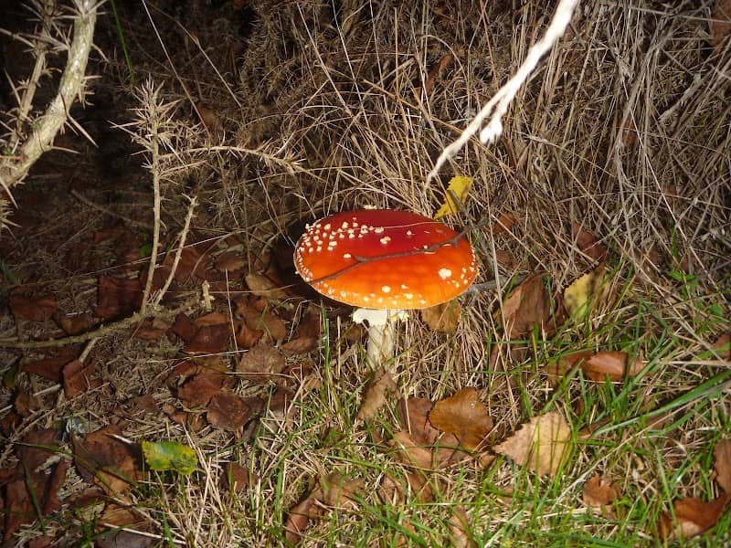Lesley's Heath - Image 2