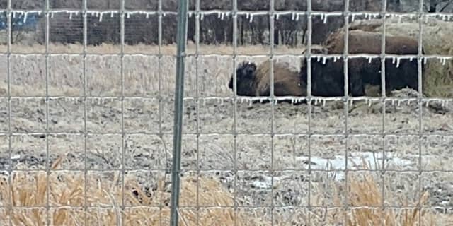 Bob Grant Bison Herd - Image 2