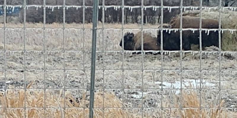 Bob Grant Bison Herd - Image 2