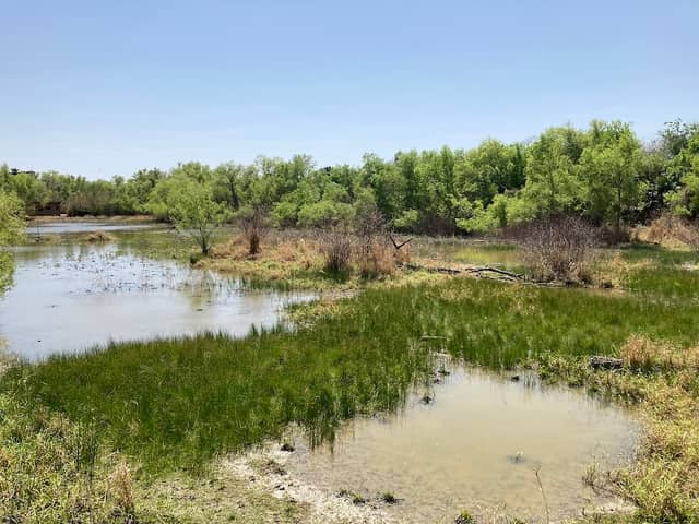 Sabal Palm Sanctuary - Image 1