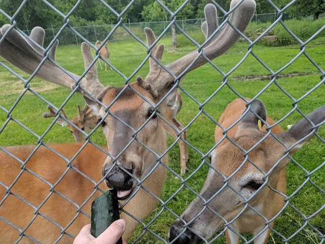 Harbor Springs Deer Park - Image 1