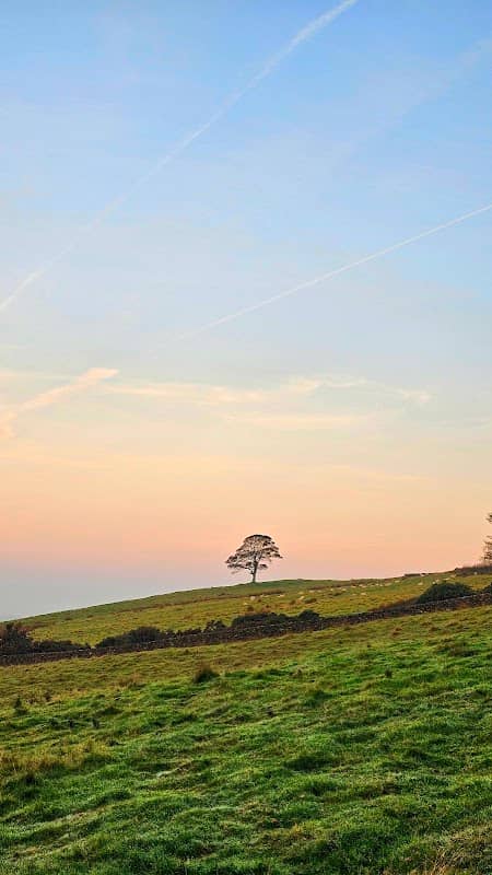 The Roaches - Image 2