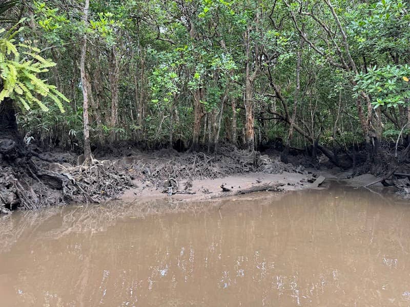 Bintan Green Mangrove Tour & Fireflies Night Tour - Image 3