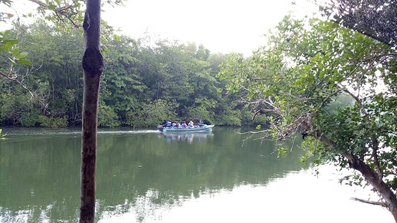 Bintan Green Mangrove Tour & Fireflies Night Tour - Image 2