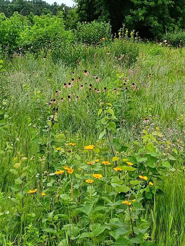 Quaas Creek Park - Image 1