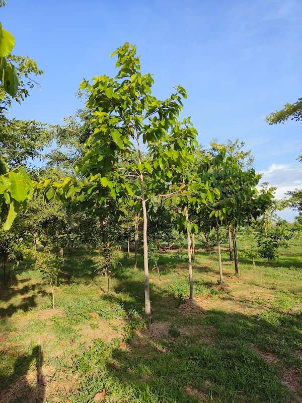 สวนภูฟ้าป่าอินทรีย์ - Image 1