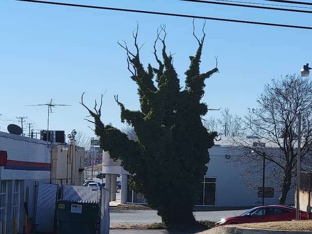 The Deer Tree - Image 1