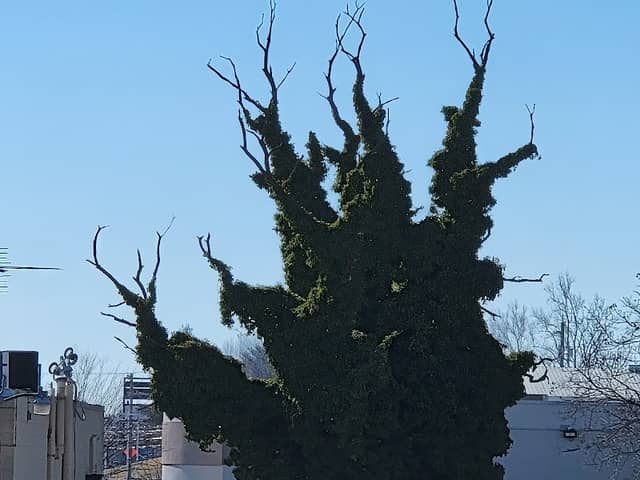 The Deer Tree - Image 2