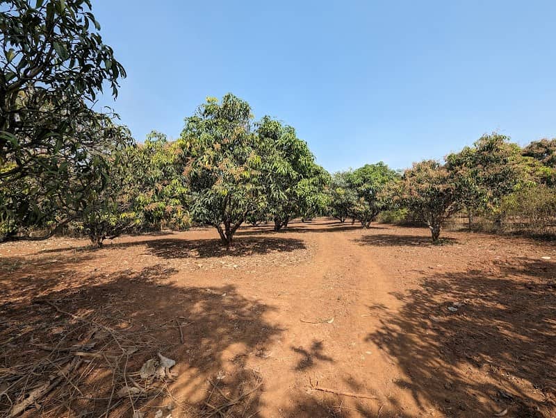Prithvi Mango Farms - Image 1