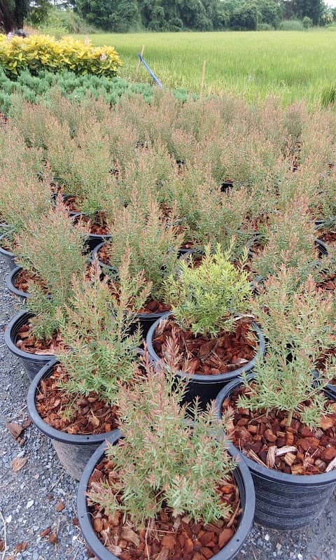 Good plant shop - Image 1