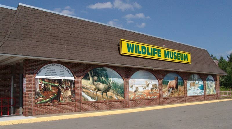 The Wildlife Sports and Educational Museum - Image 1