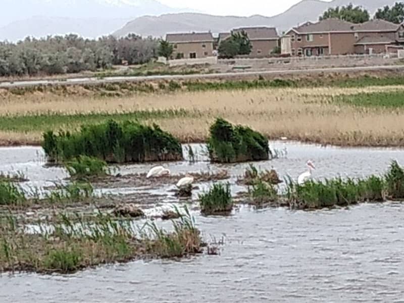 Powell Lake - Image 2