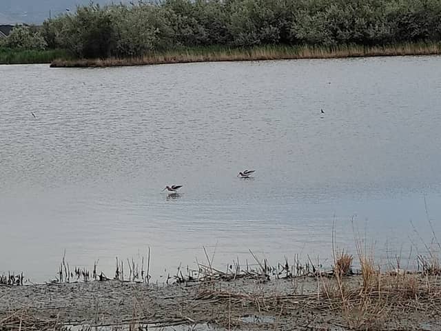 Powell Lake - Image 1