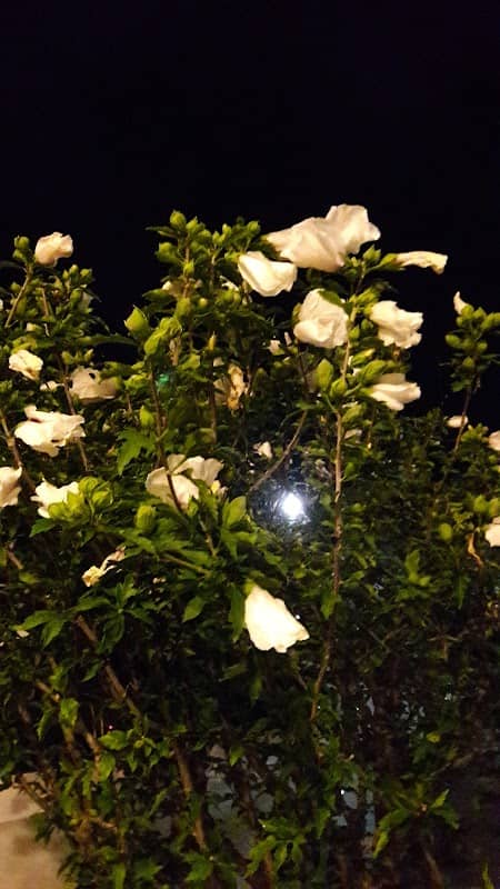 Girard Park - Image 1