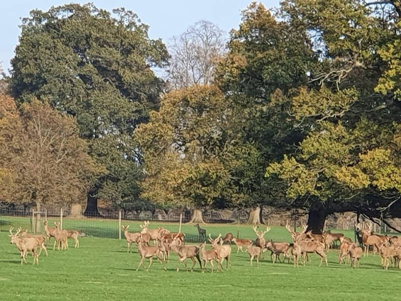 The Deer Park - Image 2