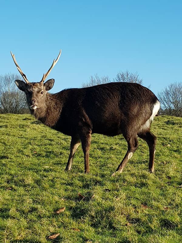 The Deer Park - Image 3