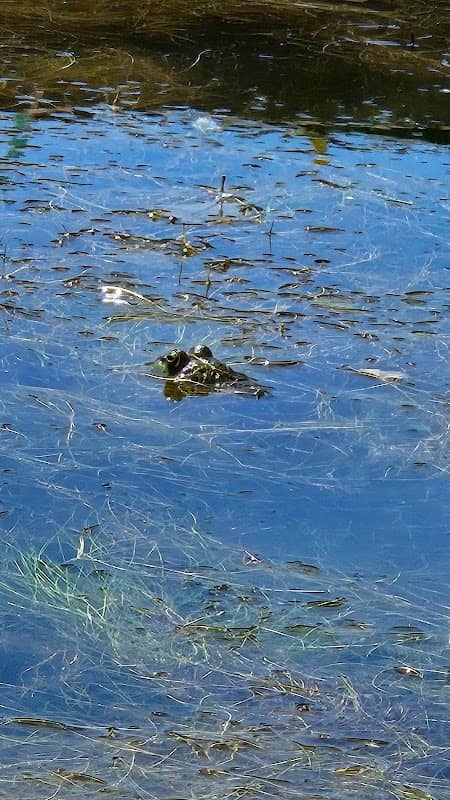 Butterfly Lake - Image 1