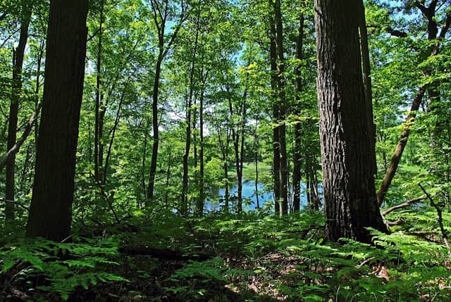 North of North Shattuck Lake State Natural Area - Image 1