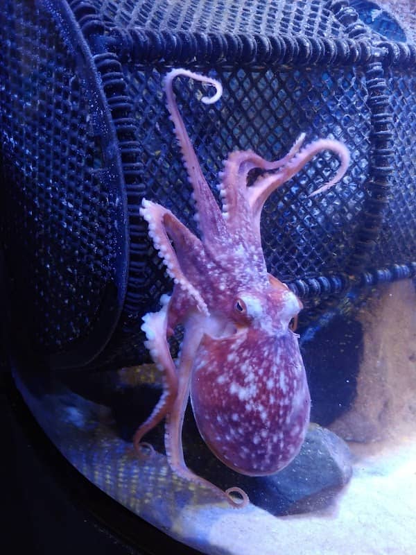 Anglesey Sea Zoo and Marine Resource Centre - Image 1