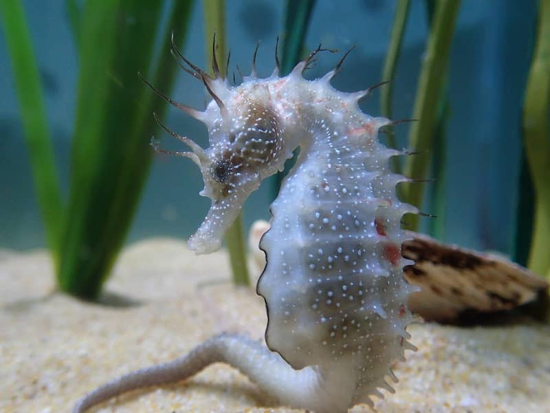 Anglesey Sea Zoo and Marine Resource Centre - Image 2
